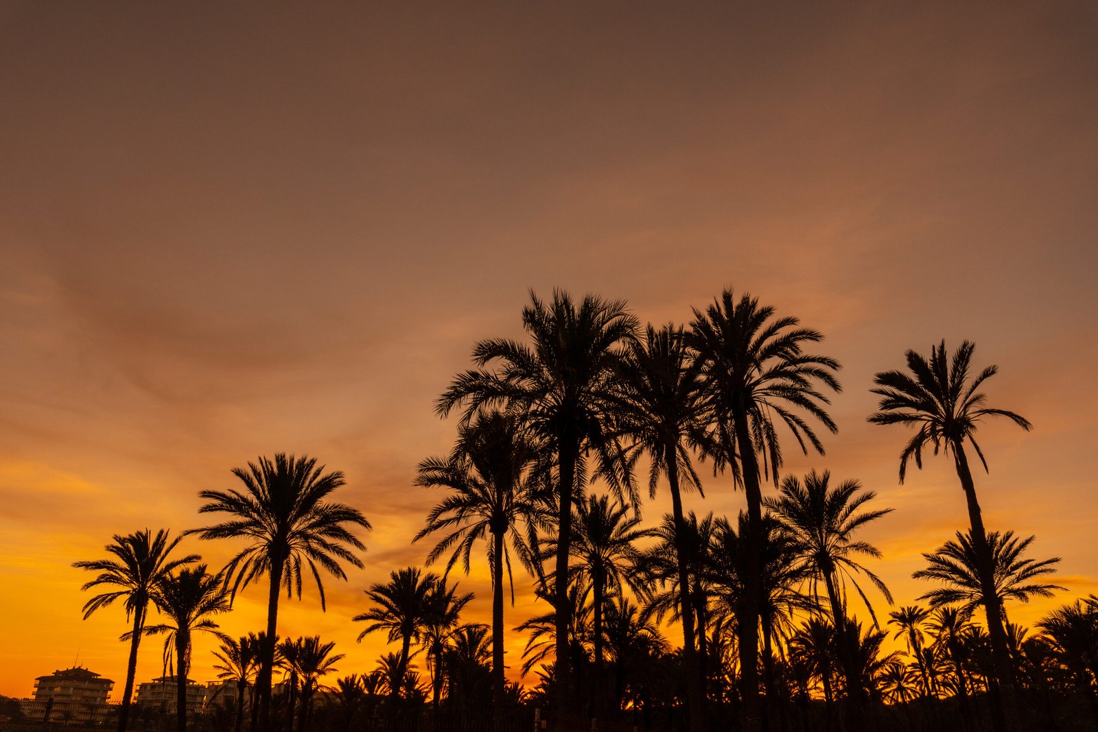 A beautiful sunset view with palm tree silhouettes on a beach in the town of Torrevieja