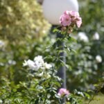 WhatsApp Image 2025-11-09 at 22.49.01 (6)